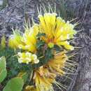 Image of Lambertia echinata subsp. citrina R. J. Hnatiuk