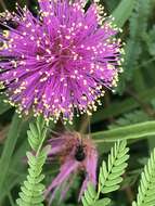 Image of Mimosa quadrivalvis var. occidentalis (Wooton & Standl.) Barneby