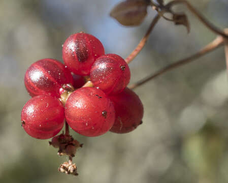 Image de Lonicera interrupta Benth.