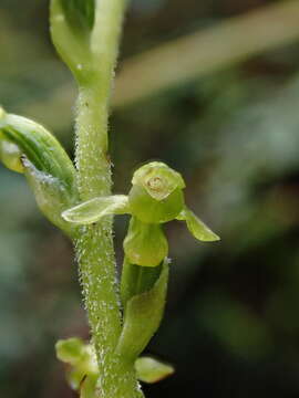 Kreodanthus crispifolius Garay resmi