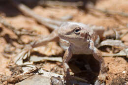 Image de Ctenophorus spinodomus Sadlier, Colgan, Beatson & Cogger 2019