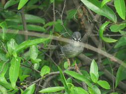 Image of White-rimmed Warbler