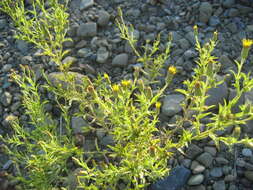 Image of Oregon False Golden-Aster