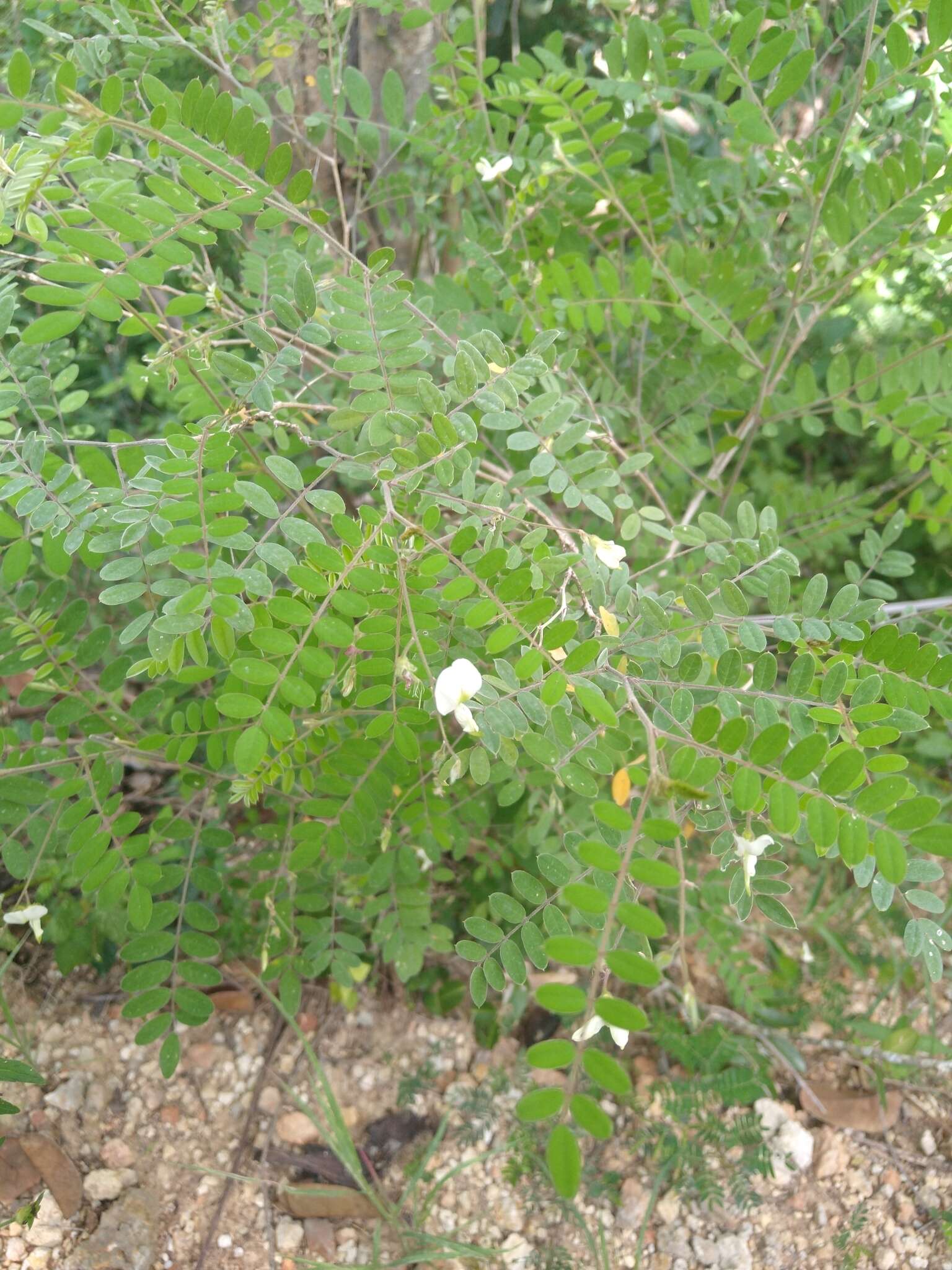 Image of Puerto Rico prairie clover