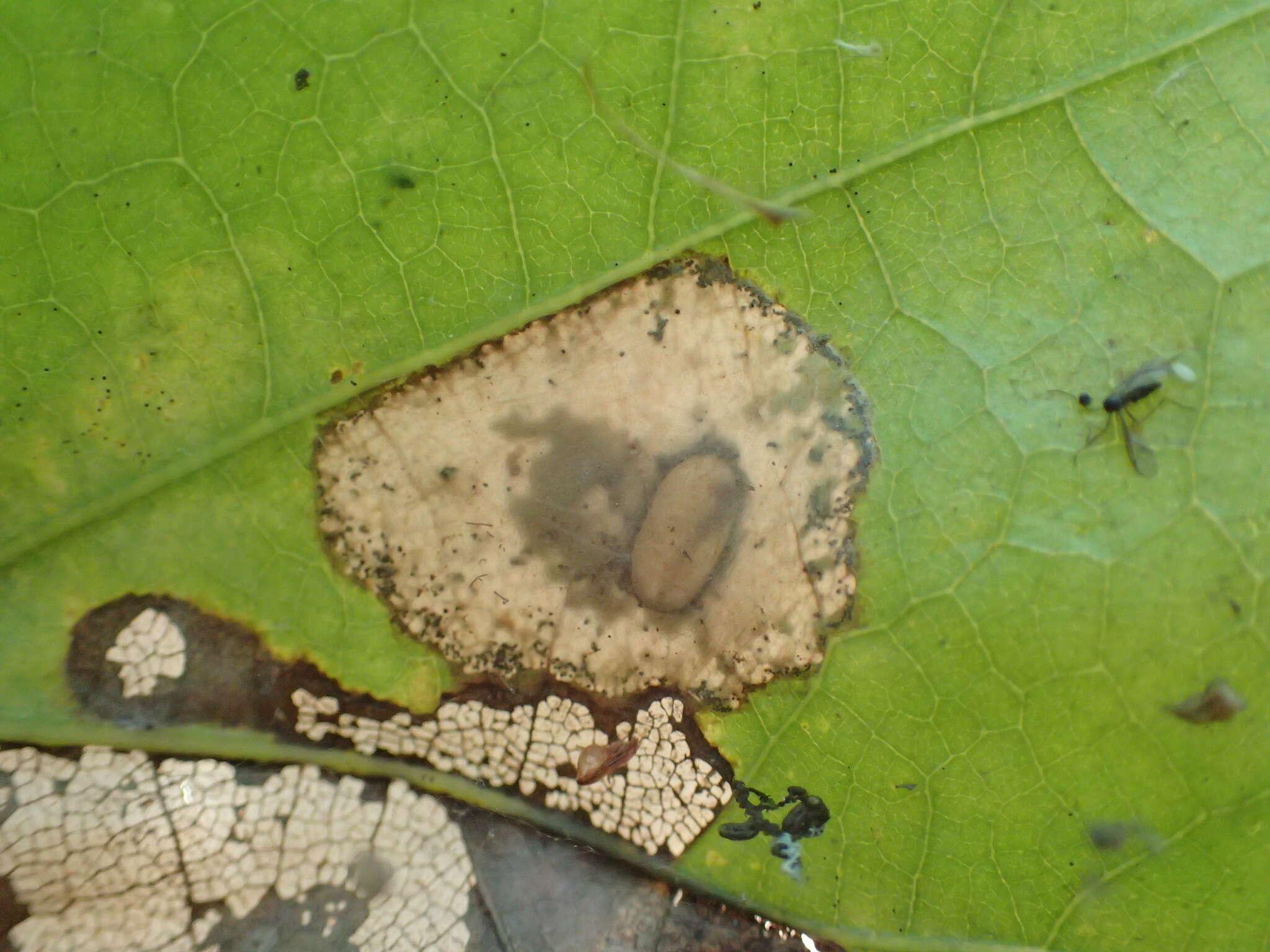 صورة Phyllonorycter basistrigella (Clemens 1859)