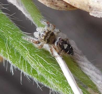 Imagem de Phidippus carolinensis Peckham & Peckham 1909