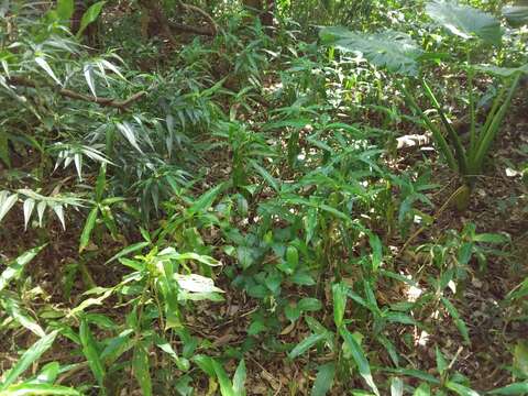 Image of Pollia crispata (R. Br.) Benth.