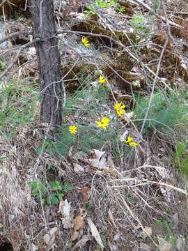 Image of whorled tickseed