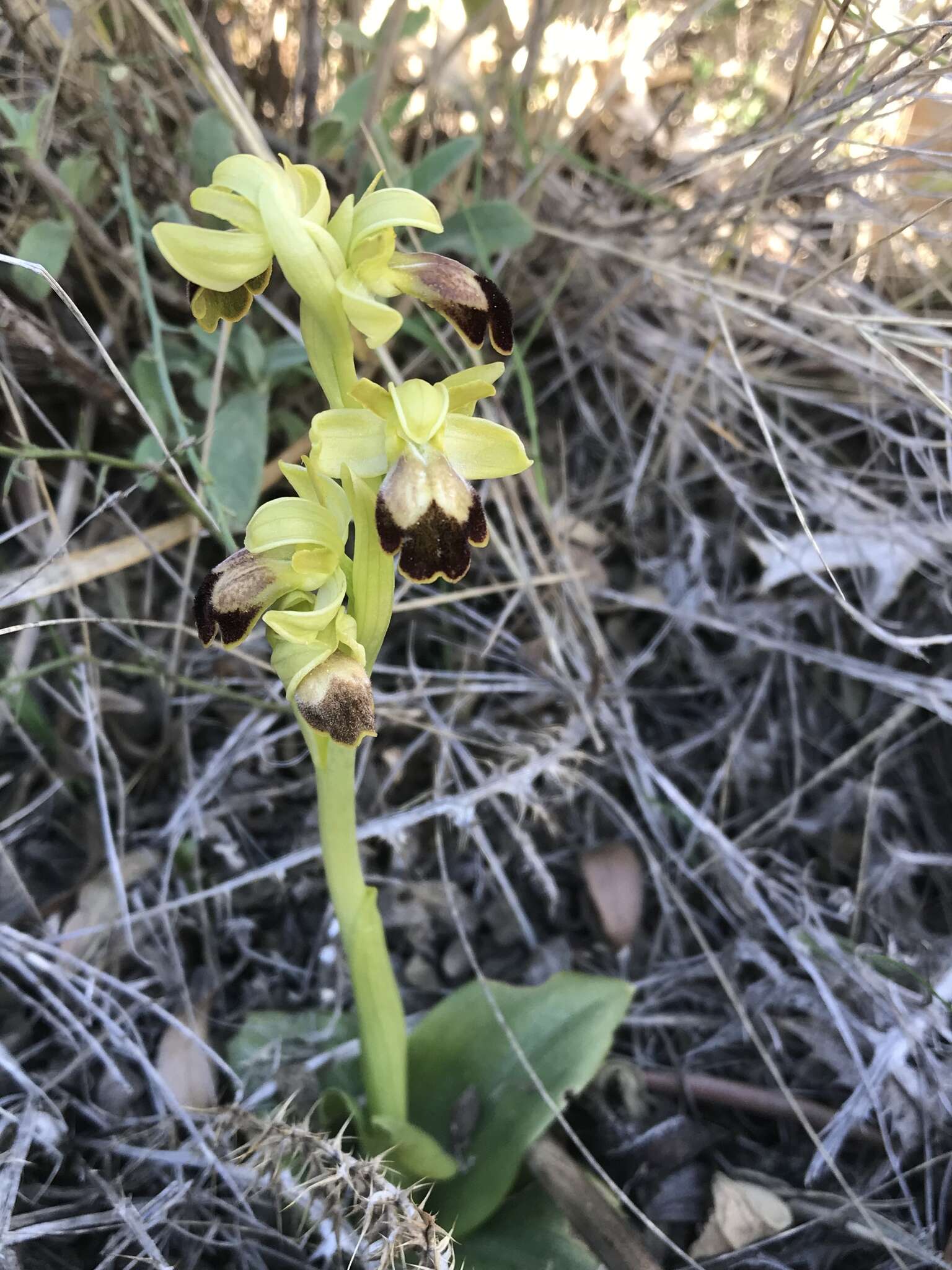 Image of Dark bee orchid