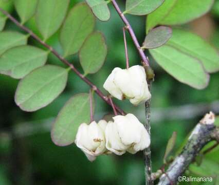 Image of Phyllanthus ambatovolanus Leandri