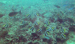 Image of Bannerfish