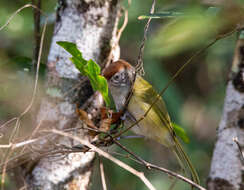 صورة Hylophilus amaurocephalus (Nordmann 1835)