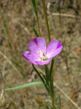 Image of chaparral clarkia