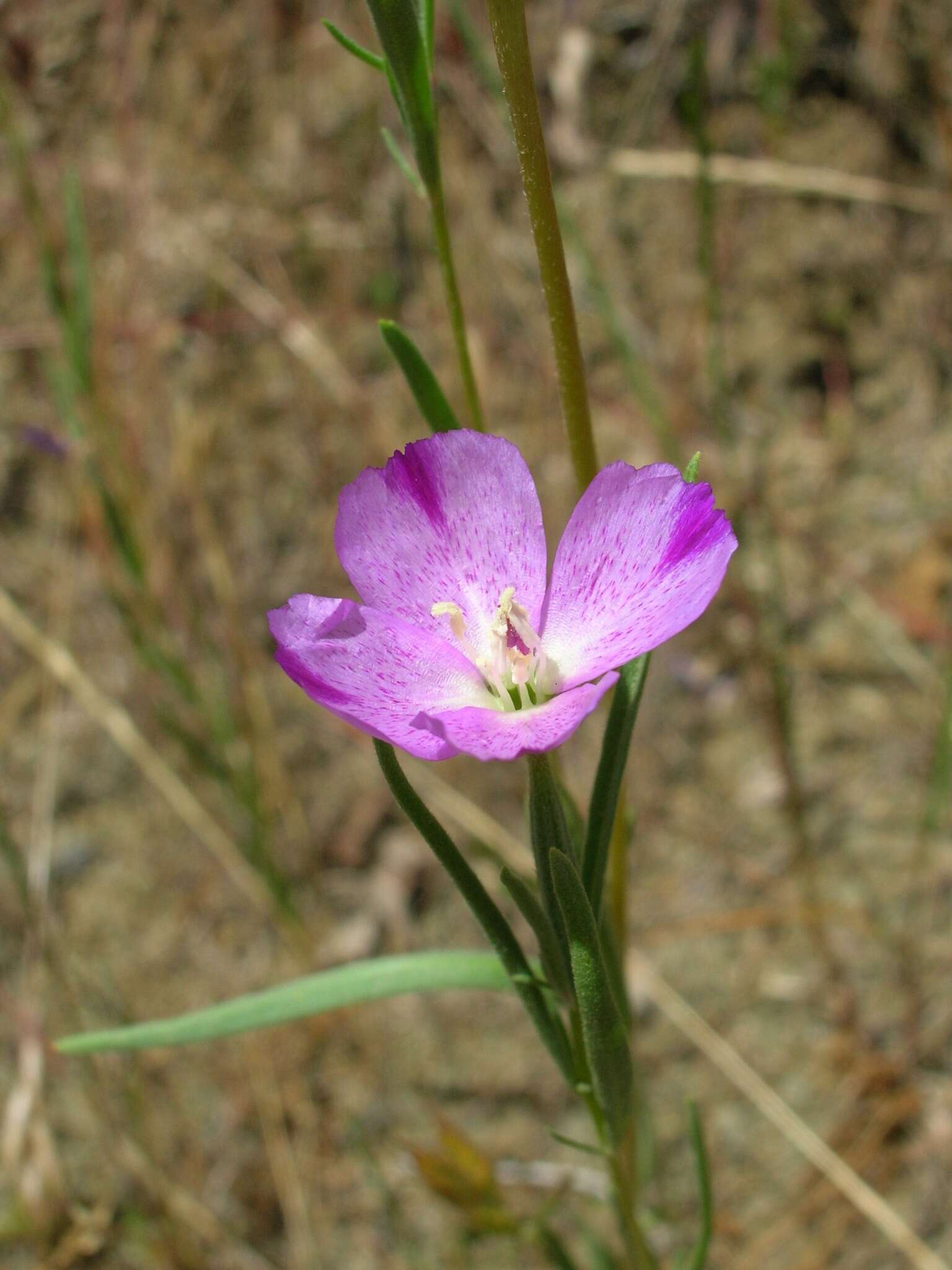 Imagem de Clarkia affinis H. & M. Lewis