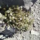 Image of Mount Shasta Jacob's-ladder