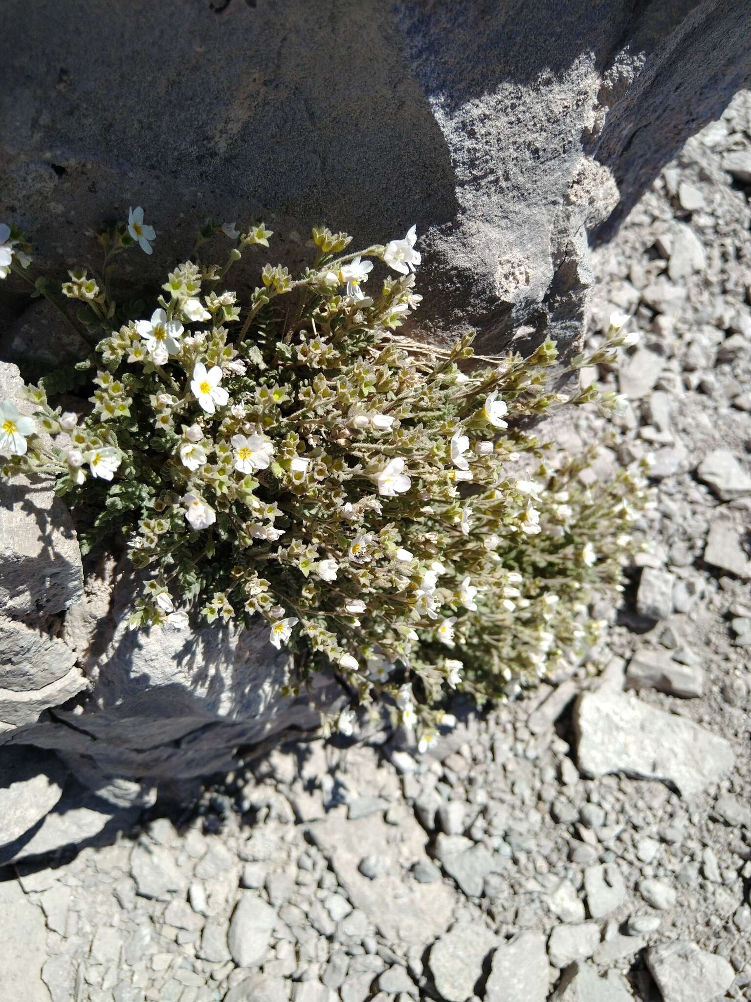 Image of Mount Shasta Jacob's-ladder