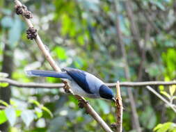 Image of Black-eared Sibia