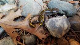 Image of Ambystoma macrodactylum sigillatum Ferguson 1961