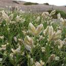 Image de Echinospartum ibericum