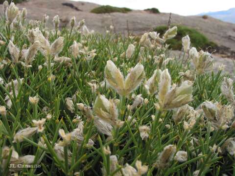 Image of Echinospartum ibericum