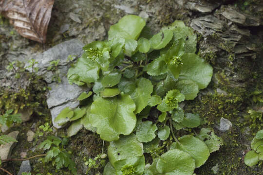 Image of Arabis nordmanniana Rupr.