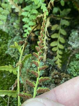 Image of spleenwort