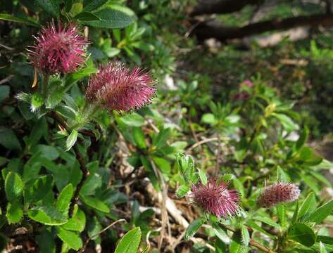 Image of Salix alpina Scop.