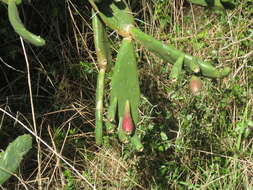 Image of Opuntia elata Salm-Dyck