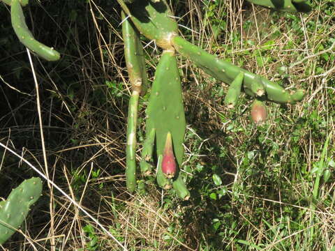 Opuntia elata Salm-Dyck resmi