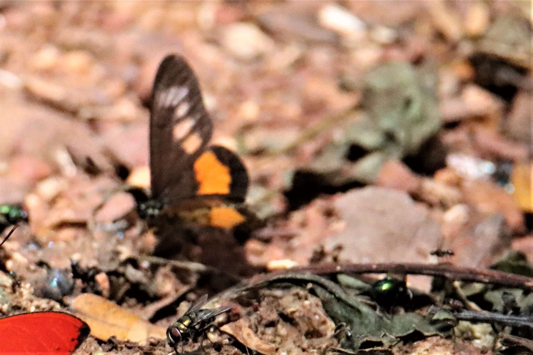 Image of Acraea penelope Staudinger 1896