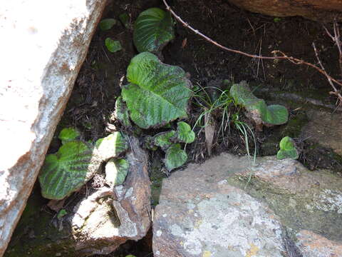 Imagem de Streptocarpus vandeleurii E. G. Baker & S. Moore