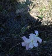 Image of Dianthus ramosissimus Pall. ex Poir.