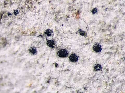 Image of dot lichen