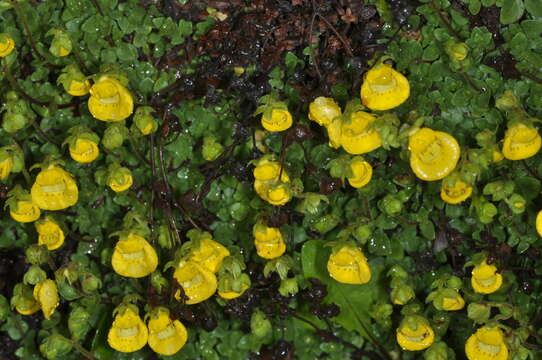 Image of Calceolaria tenella Poepp. & Endl.