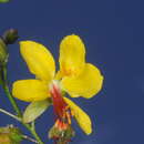 صورة <i>Arquita mimosifolia</i>