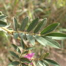 Image of Tephrosia polystachya E. Mey.