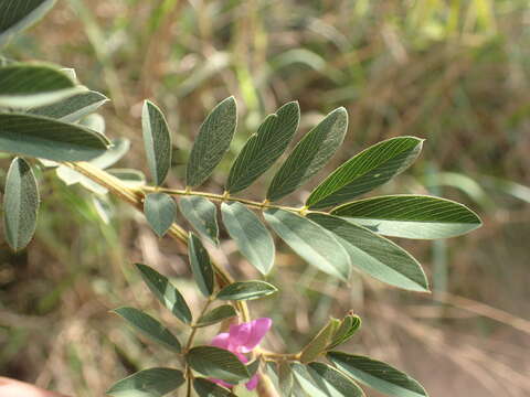 Image de Tephrosia polystachya E. Mey.