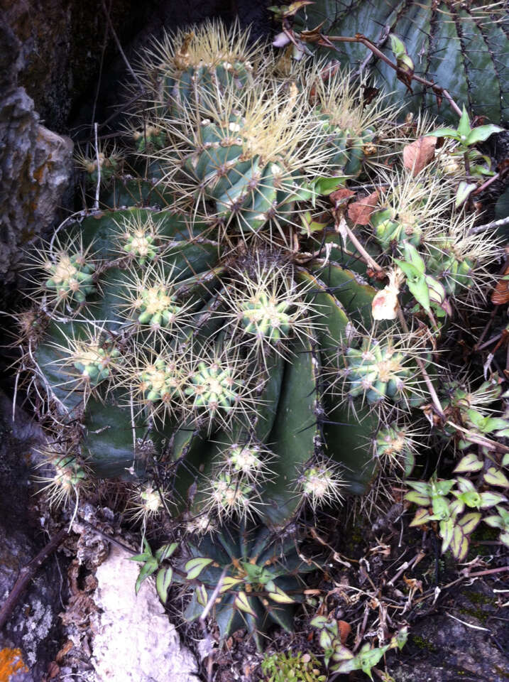 Ferocactus glaucescens (DC.) Britton & Rose resmi