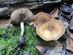 Agrocybe firma (Peck) Singer 1940 resmi