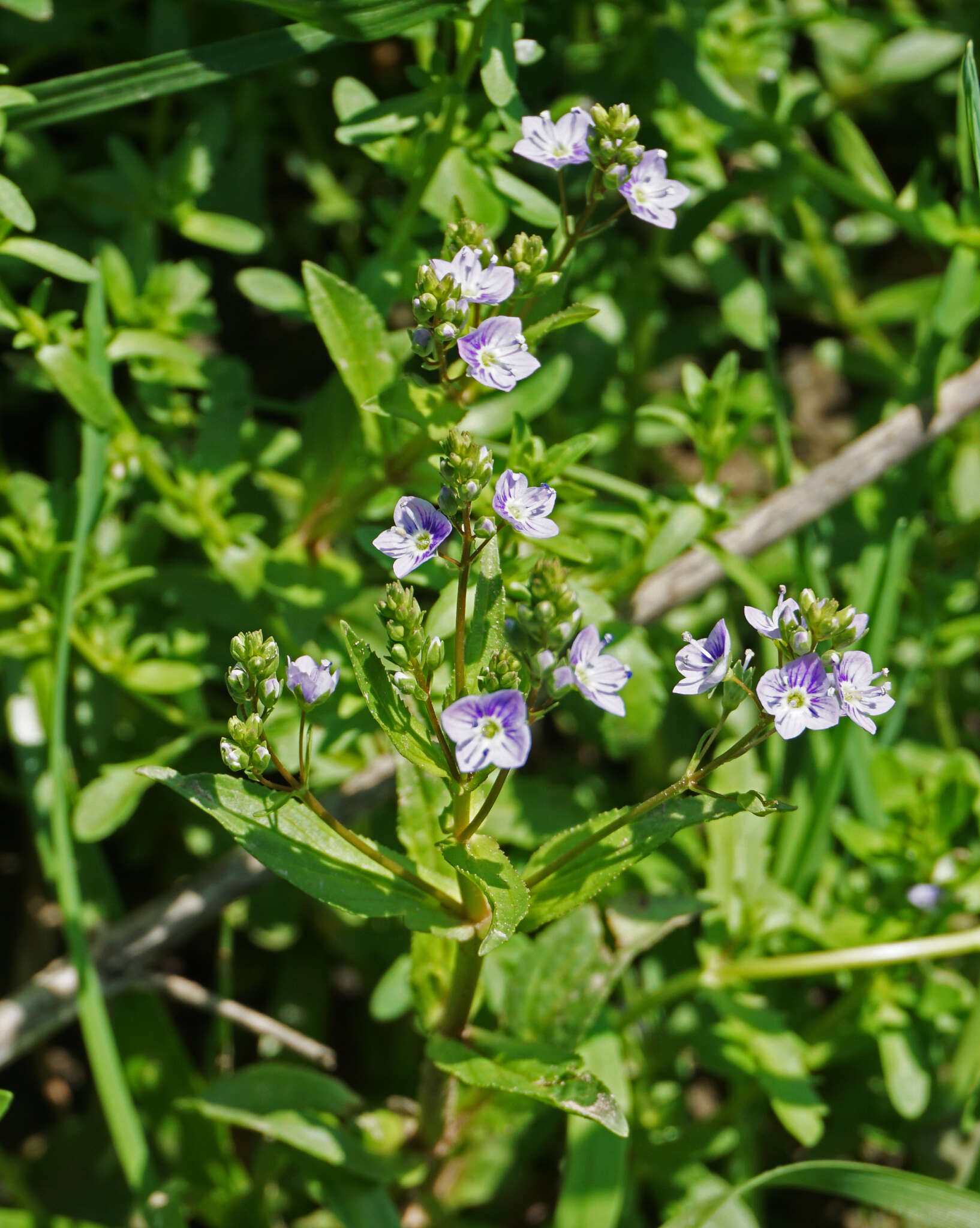Image of Blue Water-speedwell