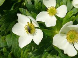 Image of narcissus anemone