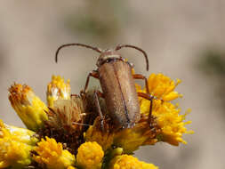 Image of Crossidius testaceus Le Conte 1851