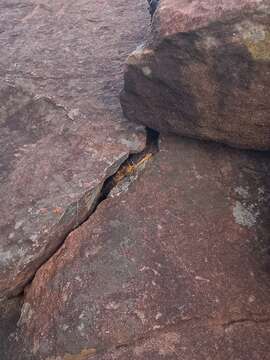 Image of Eastern Cape Crag Lizard