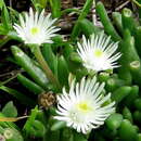 Image of Delosperma lootsbergense Lavis