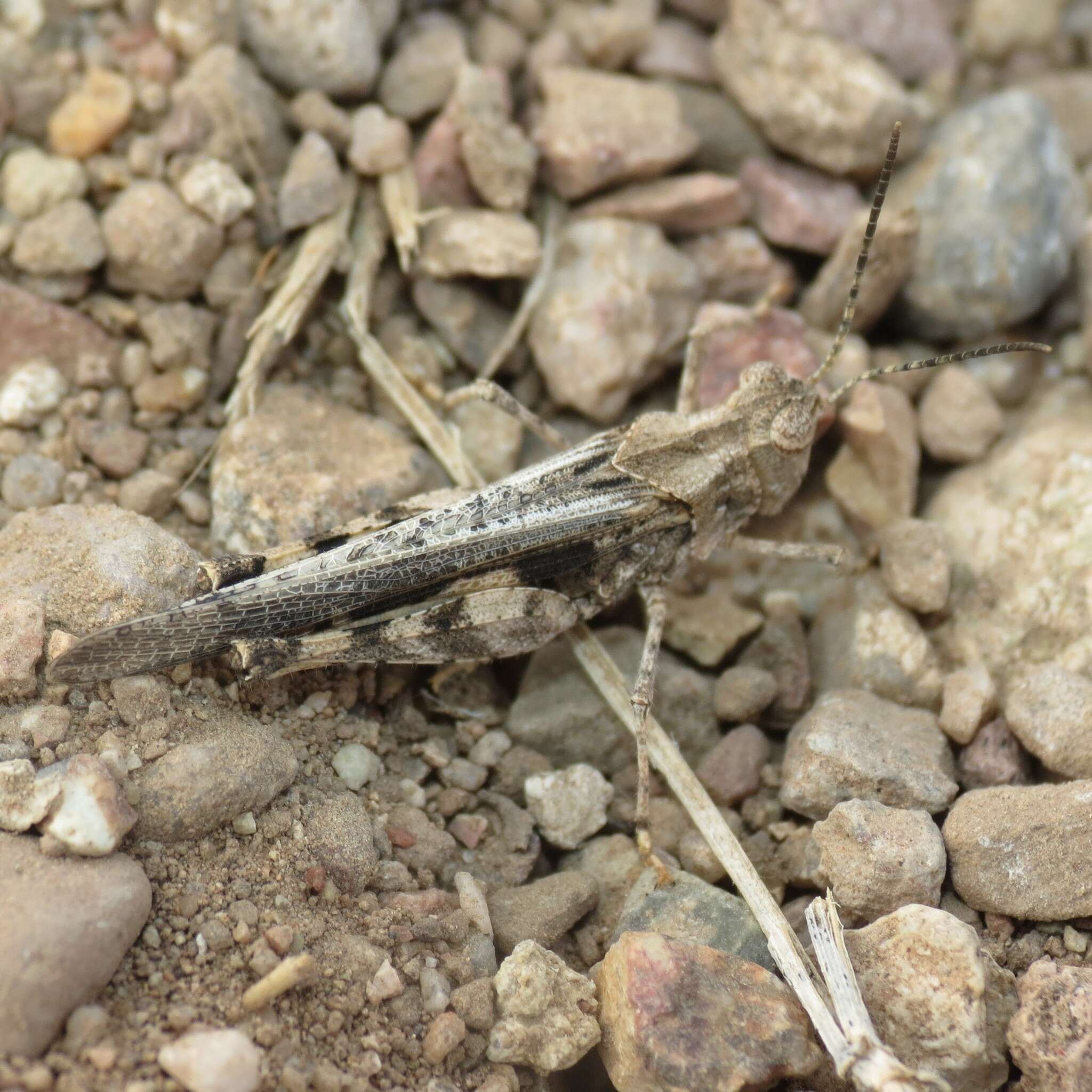 Image of Ridged Grasshopper