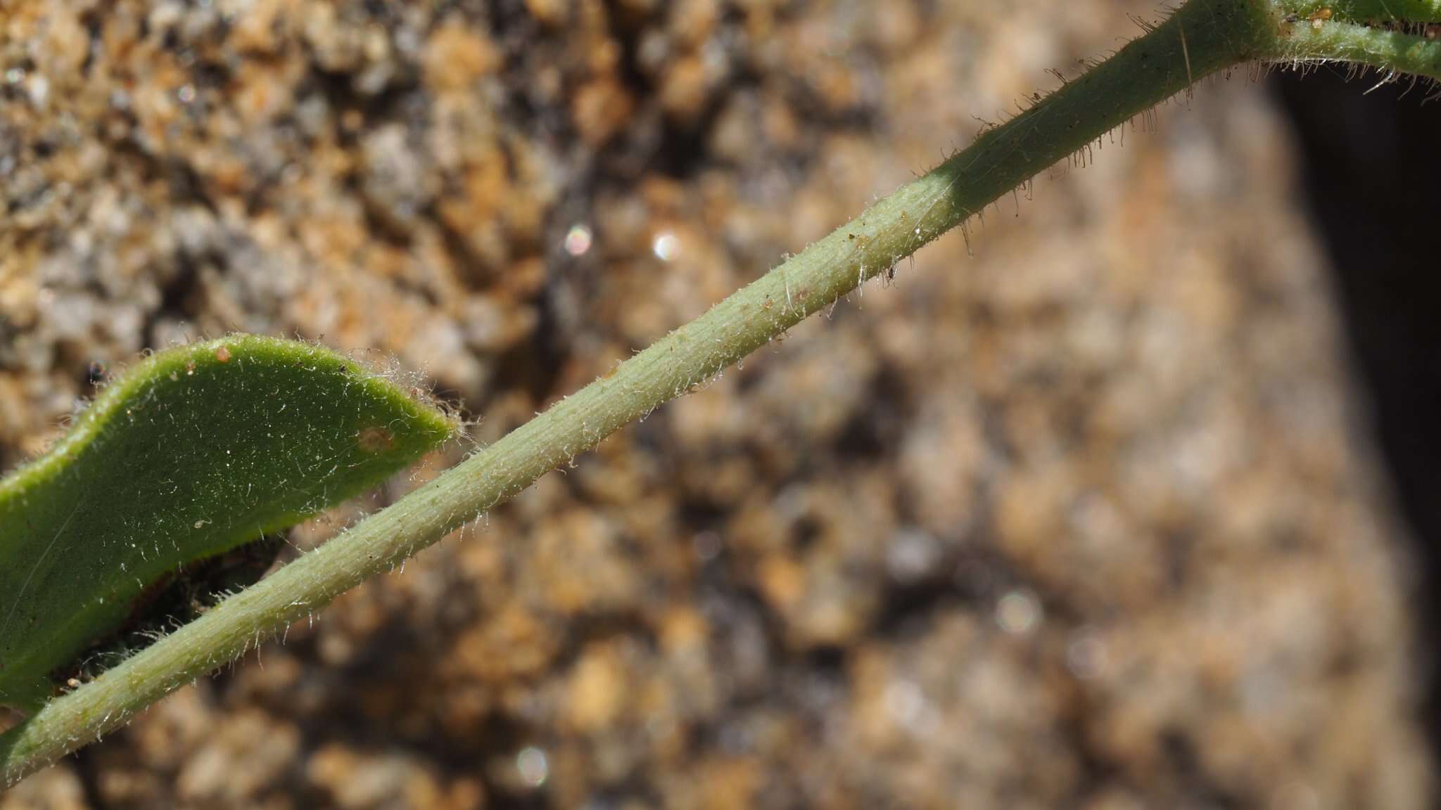 Слика од Mirabilis laevis var. villosa (Kellogg) Spellenberg