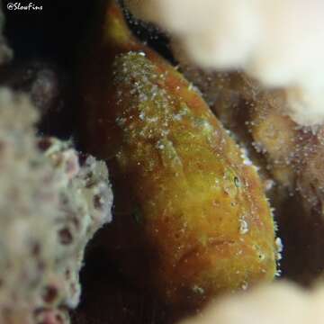 Image of Bandfin frogfish