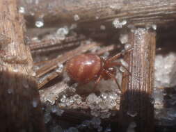 Image of Cobweb weaver