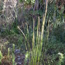 Image of mountain oat grass