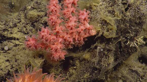 Image of Bubblegum coral